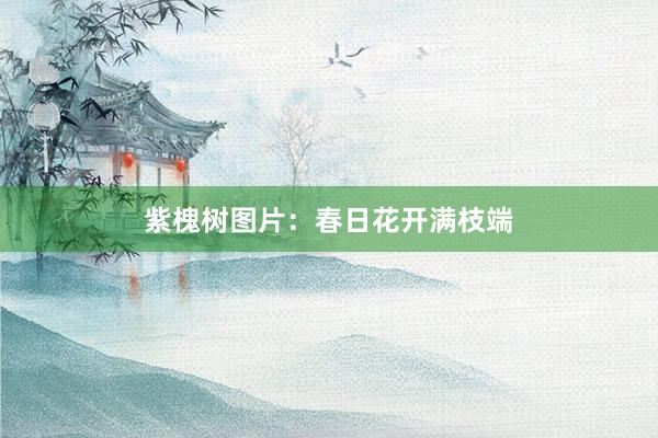 紫槐树图片：春日花开满枝端
